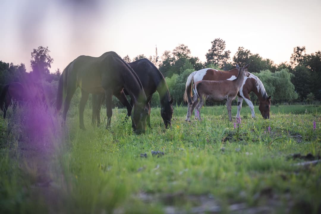 Kontakt ze zwierzętami w hotelu premium - konie i kozy w JK Dwór